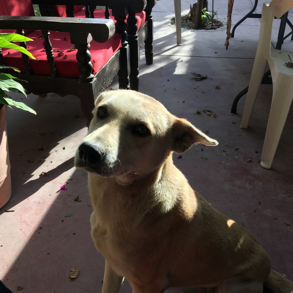 Meet your Posher, Salvador